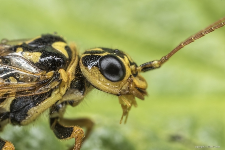 Portret van een.....