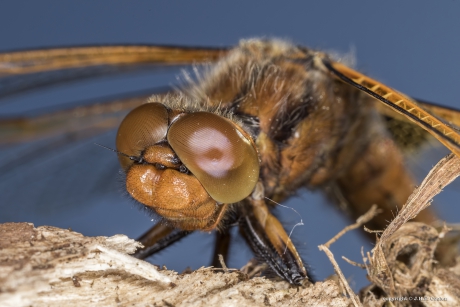 Portret van een.....