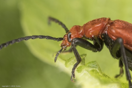 Portret van een.....