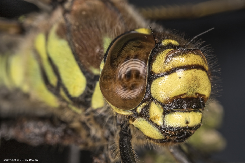 Portret van een..... - Geleedpotigen - Glassnijder