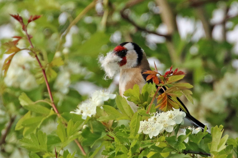 Putter met nestmateriaal - Vogels - 