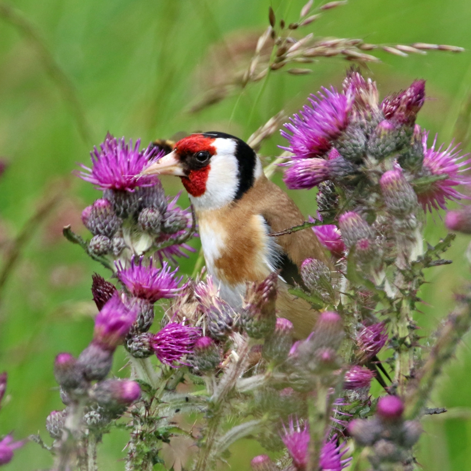 Puttertje - Vogels - 