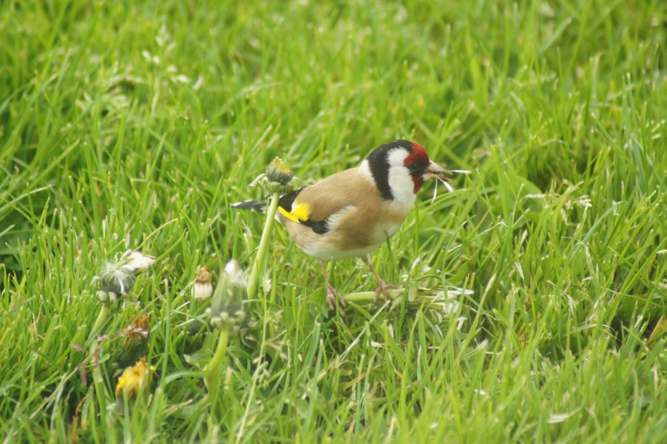Puttertje in de tuin - Vogels - Putter