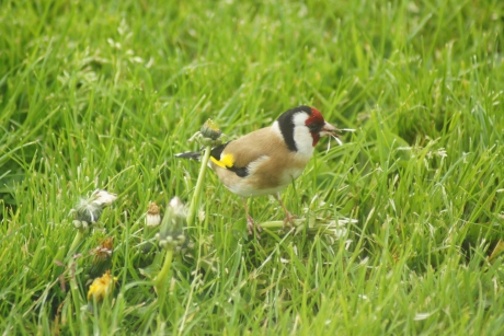 Puttertje in de tuin