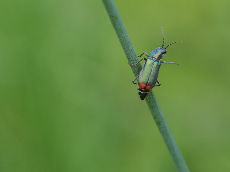 Reach out - Geleedpotigen - Roodtipbasterdweekschild