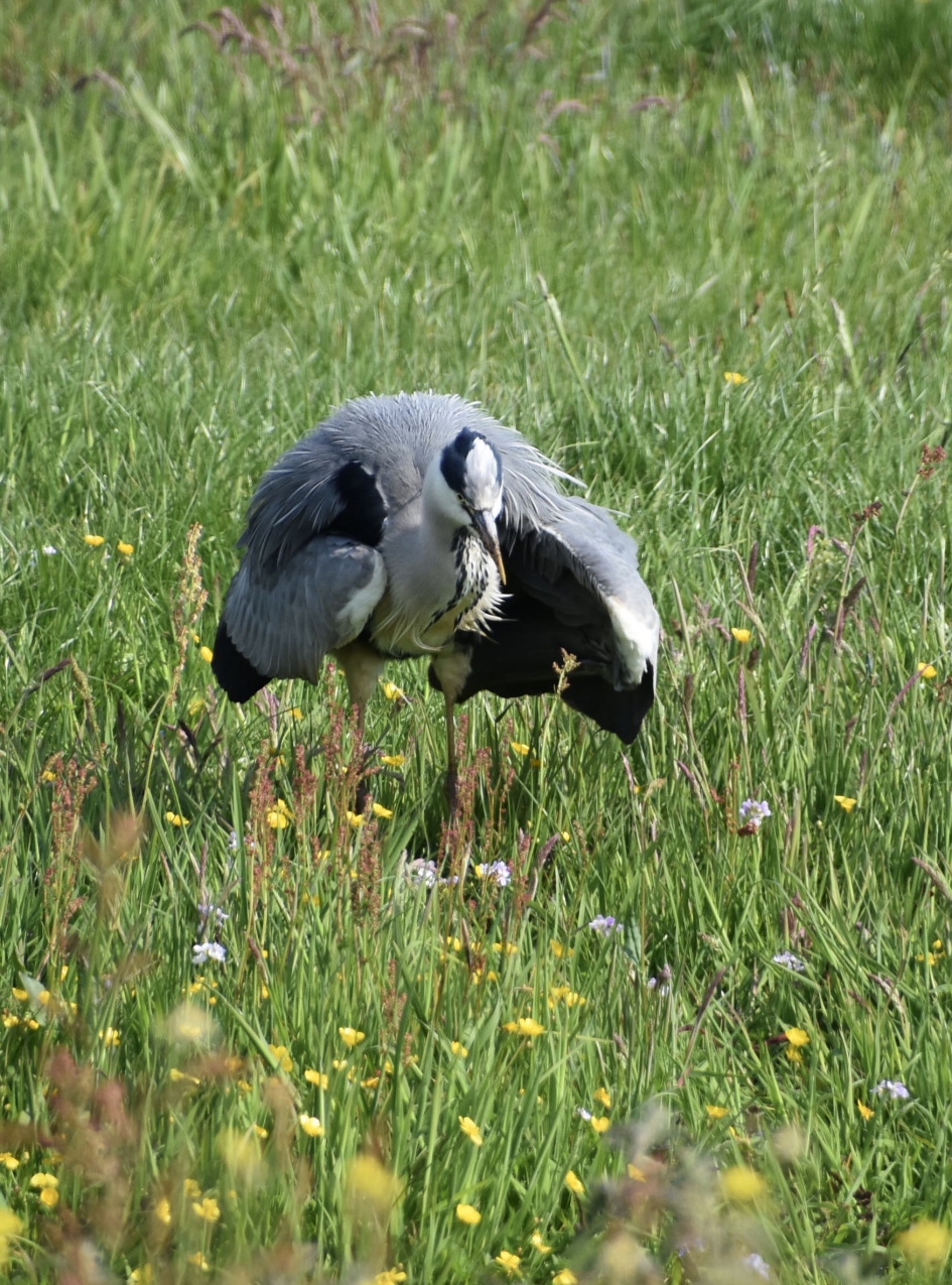 Reiger in een vreemde houding.. - Vogels - 