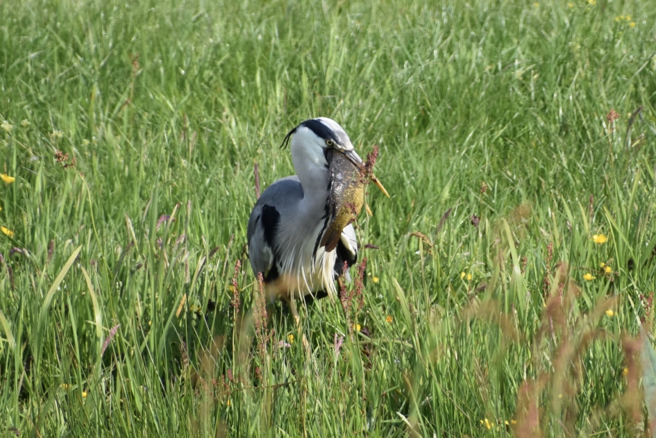 Reiger met iets te grote vis - Vogels - 