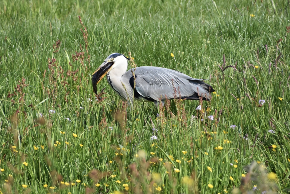 Reiger met vis - Vogels - 