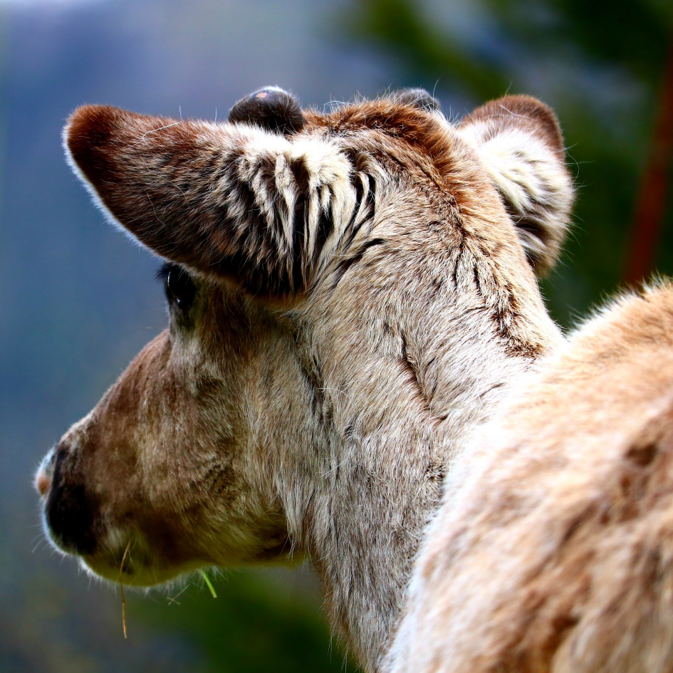 Rendier - Zoogdieren - Rendier