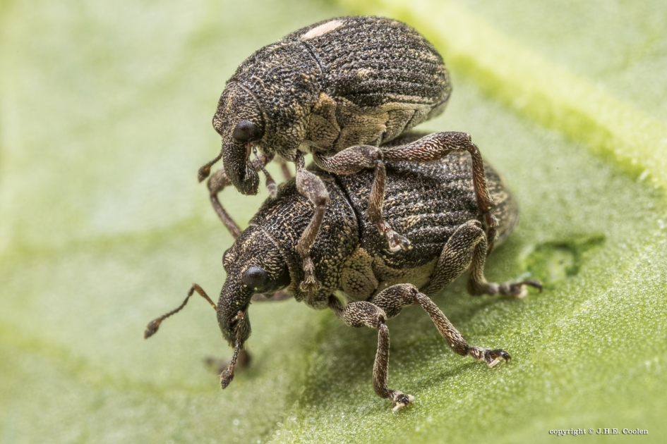 Rhinoncus perpendicularis - Geleedpotigen - 