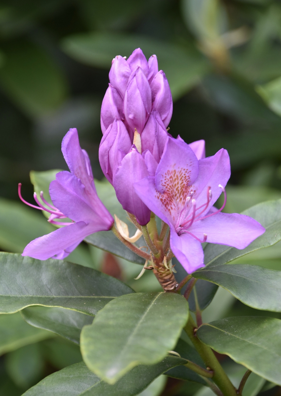 Rhododendron - Planten - 