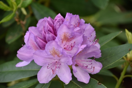 Rhododendron