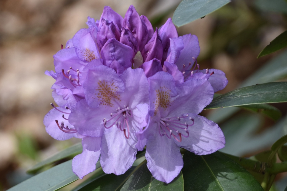 Rhododendron - Planten - 