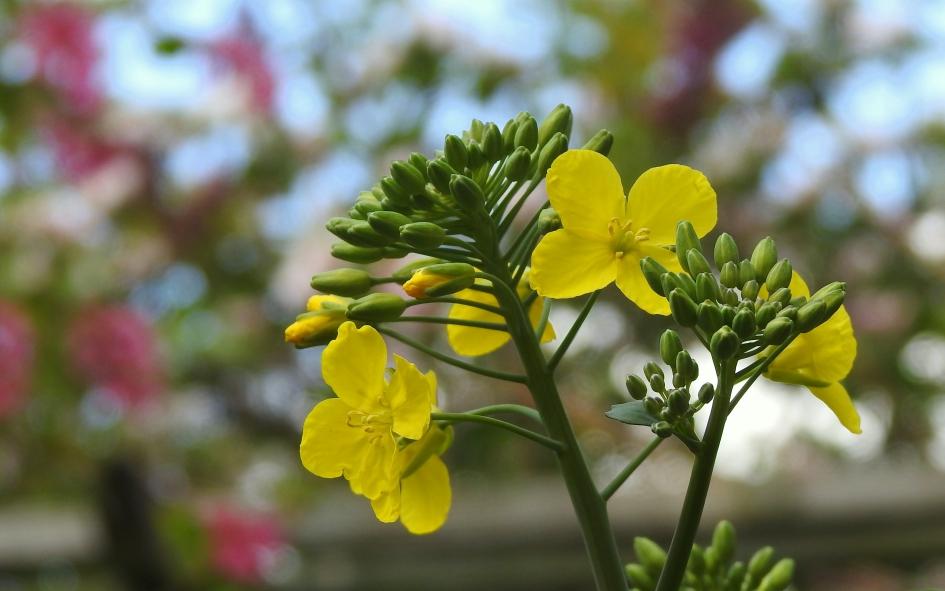 Rijkbloeiend - Planten - Koolzaad