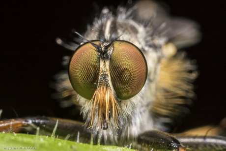 Roodbaardroofvlieg (Eutolmus rufibarbis)