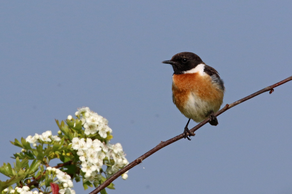 Roodborsttapuit - Vogels - 