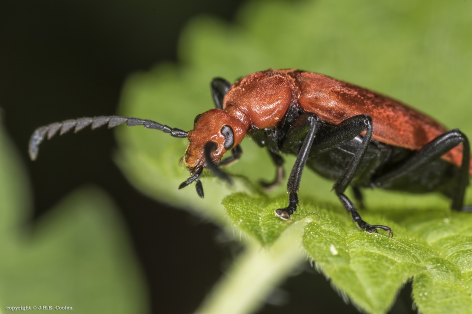 Roodkopvuurkever (Pyrochroa serraticornis) - Geleedpotigen - Roodkopvuurkever