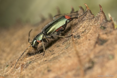 Roodvlekweekkever ( Malachius bipustulatus)