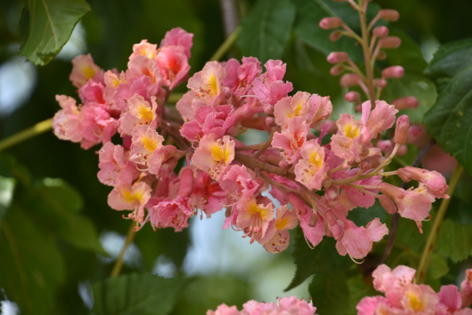 Roze kastanje - Planten - 