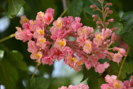Roze kastanje