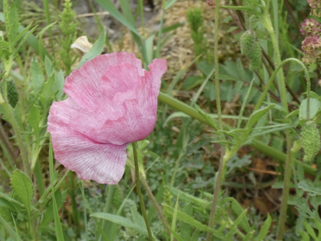 Roze klaproos