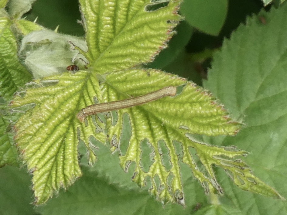 Rups op nieuw blad - Geleedpotigen - 