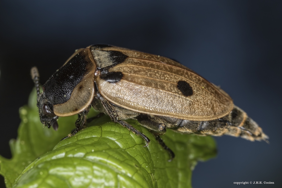 Rupsenaaskever - Geleedpotigen - Rupsenaaskever
