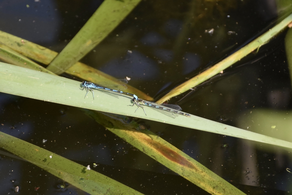 Samen - Geleedpotigen - 