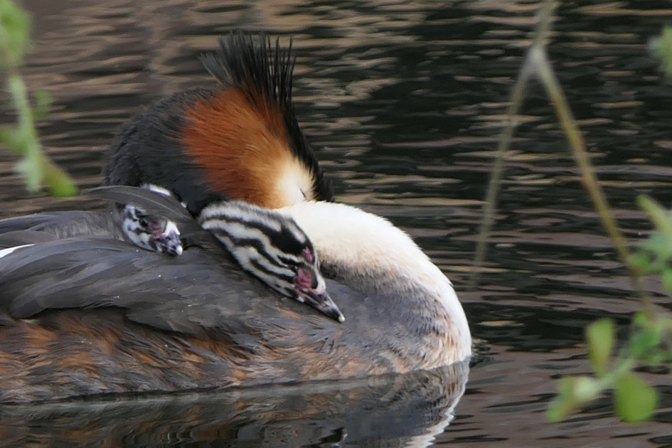 Samen even een dutje doen - Vogels - Fuut