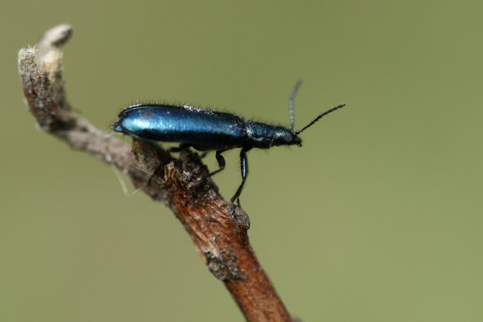 schijnboktor - Geleedpotigen - 