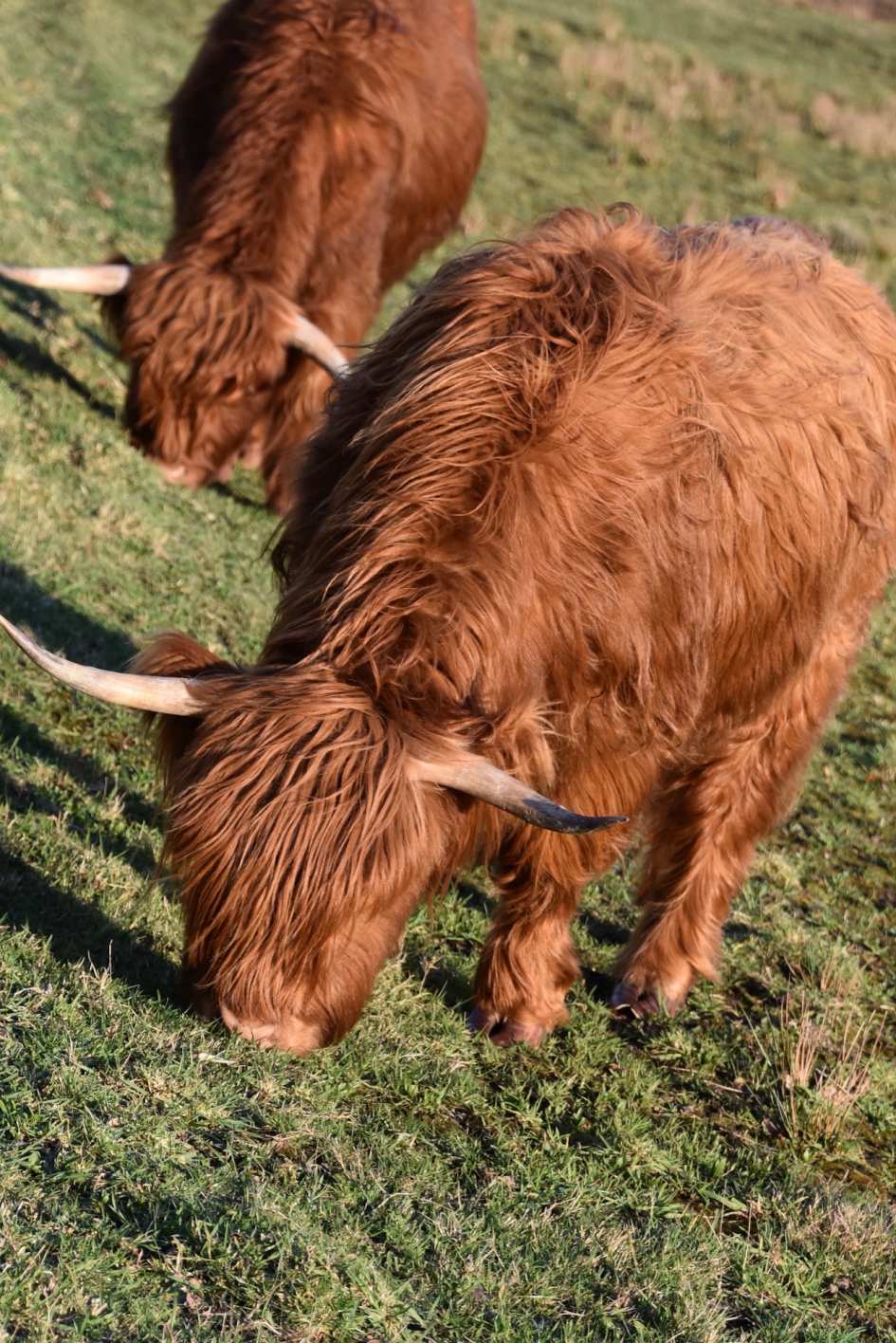 Schotse Hooglanders - Zoogdieren - 