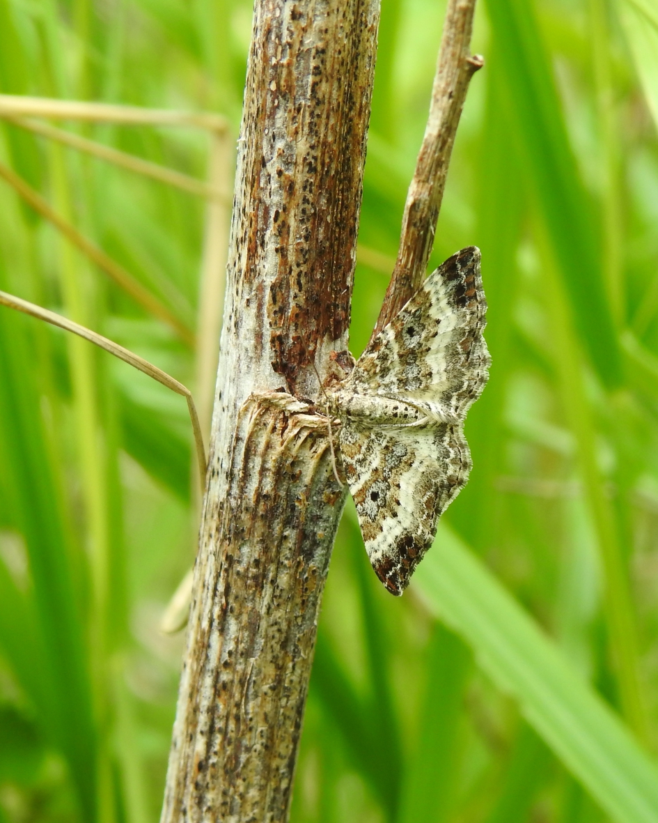 Schutkleur - Geleedpotigen - Gewone bandspanner