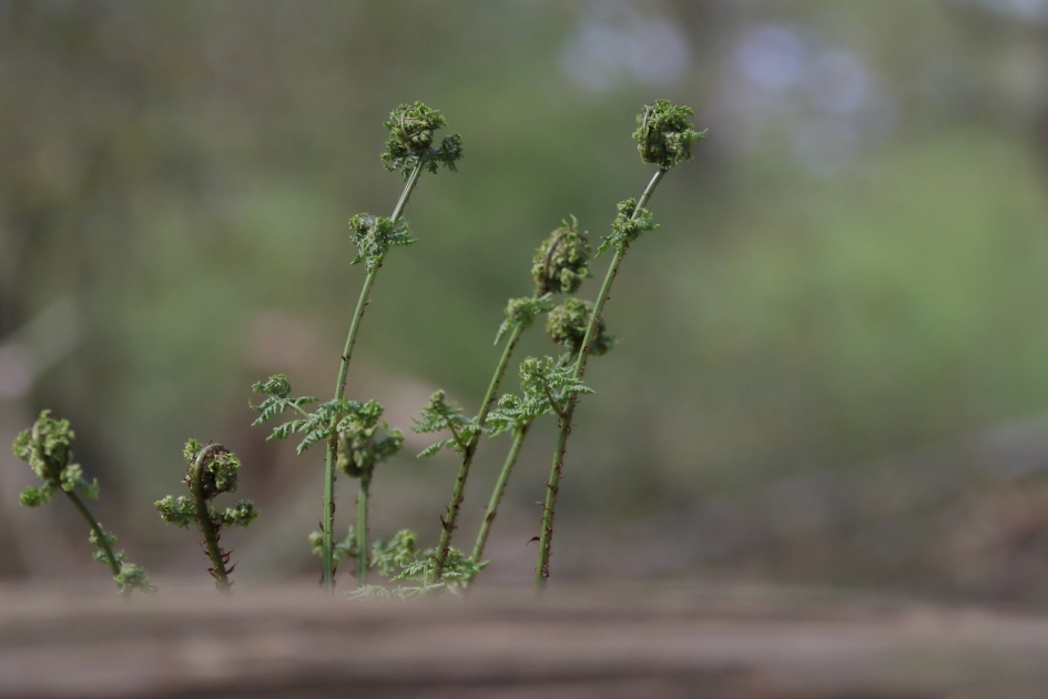 smalle stekelvaren - Planten - smalle stekelvaren