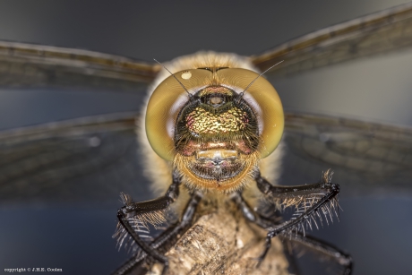 Smaragdlibel (Cordulia aenea)