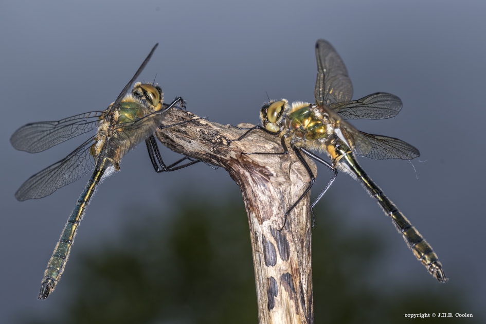 Smaragdlibel(len) - Geleedpotigen - Smaragdlibel