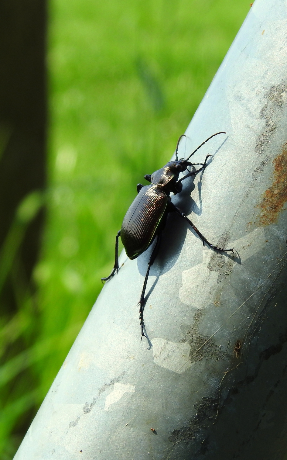 Snelle jongen - Geleedpotigen - 