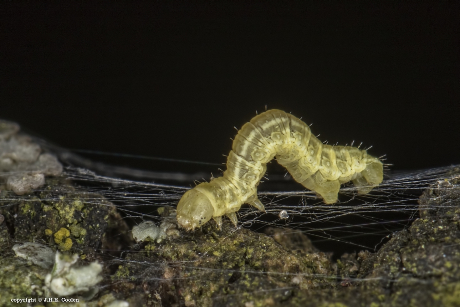 Spannerrups - Geleedpotigen - Spanner(rups)