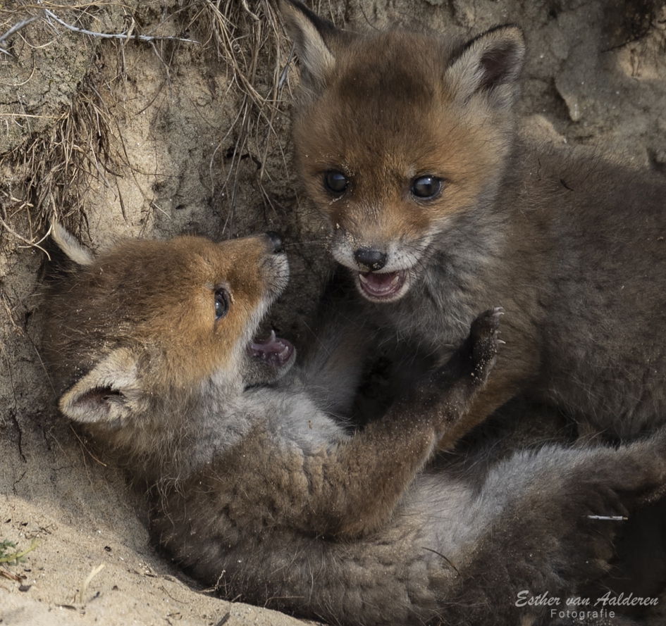 Spelende vosjes - Zoogdieren - Vos