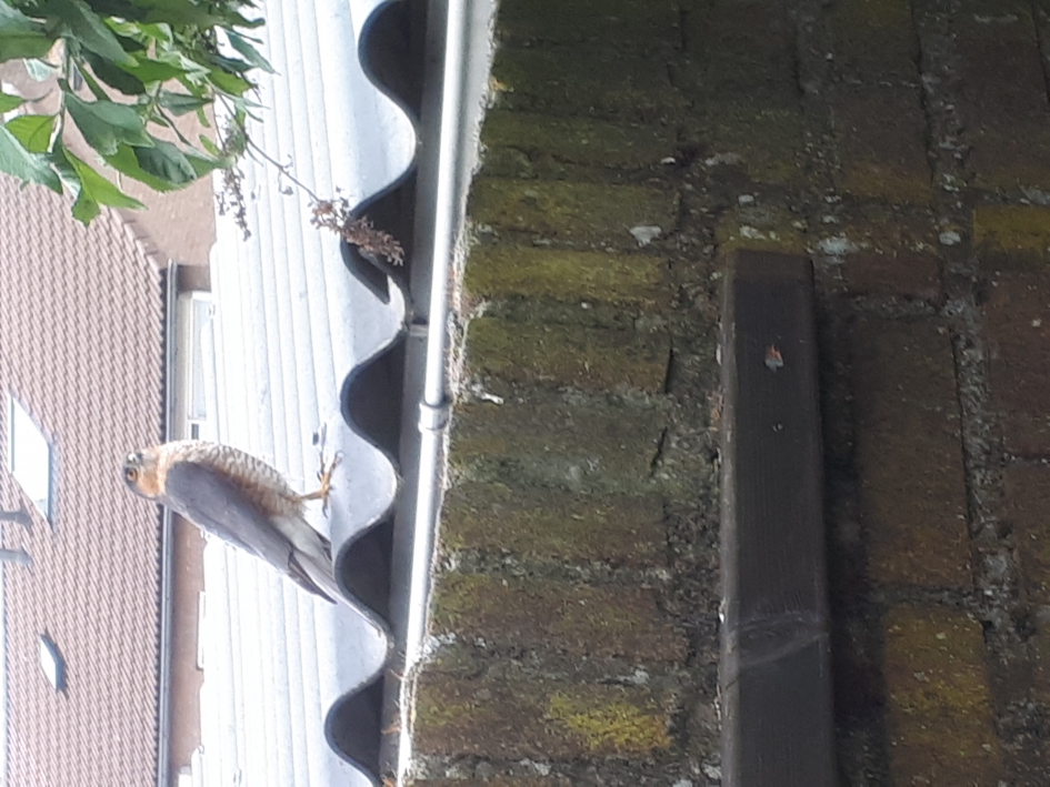 SPERWERMANNETJE WACHT OP ZIJN MOMENT - Vogels - SPERWER