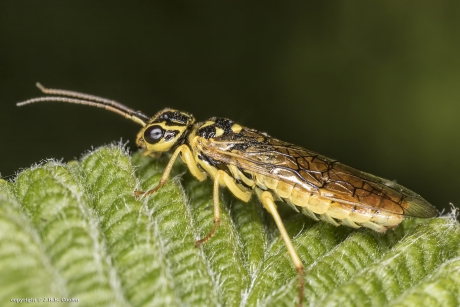 Spinselbladwesp (Cephalcia alashanica)