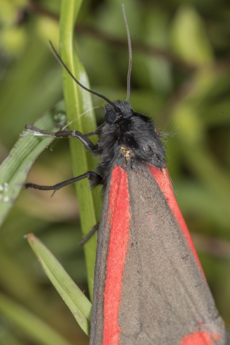 St. Jacobsvlinder (Tyria jacobaeae)