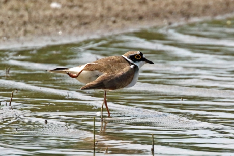 Stop het maar in m'n poot