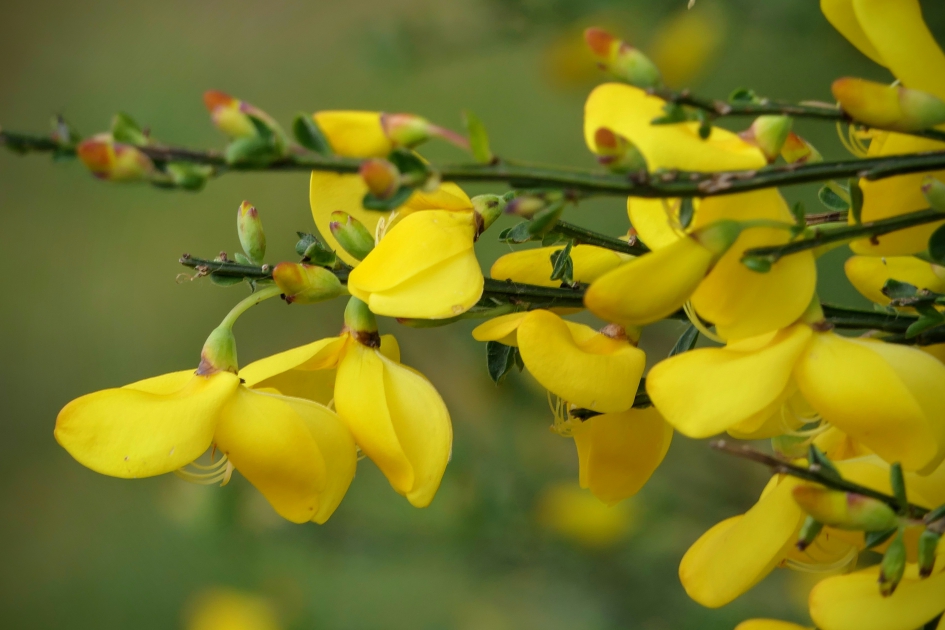 "Stuifmeelschieter" - Planten - Brem