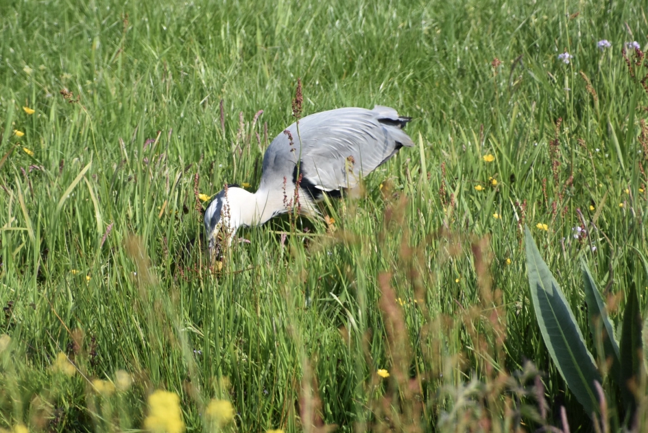 Toch maar weer even neerleggen en anders beetpakken.. - Vogels - 
