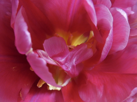 Tulp
