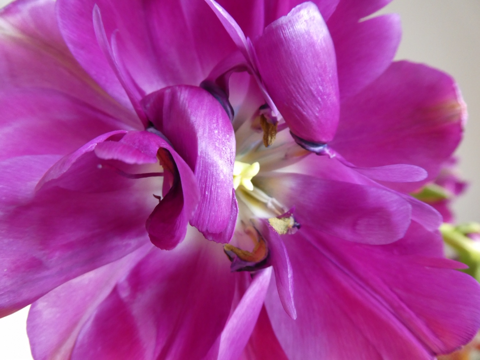 Tulp in volle bloei - Planten - 