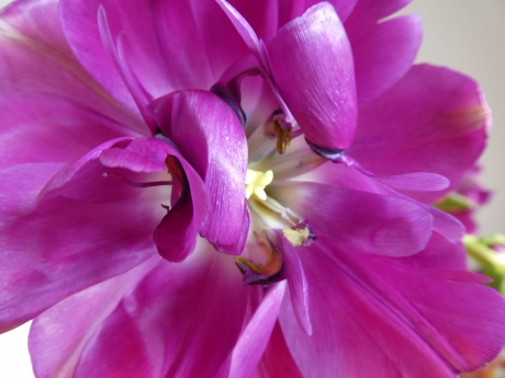 Tulp in volle bloei