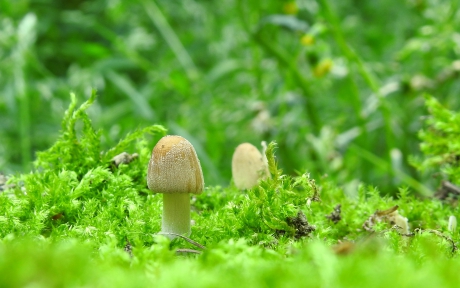 Tussen het jonge, frisse groen