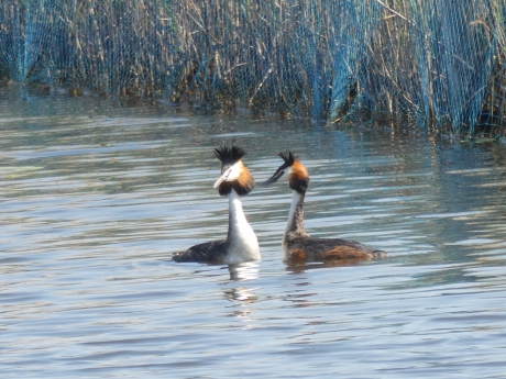 Twee futen