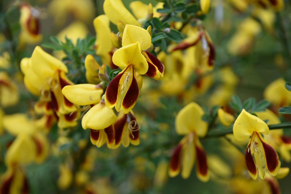 Tweekleurige brem - Planten - 